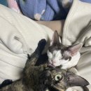 난니꼬양 이미지