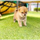 부천강아지분양 고양이분양 24시 데려가개 부천점 이미지