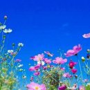 아름다운 이미지