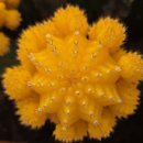 진안 인삼재배 문화 | 꽃처럼화려한접목선인장,수출유망품종찾는다, 노사발전재단,일손돕기봉사로지역사회에따뜻한손길, 온통...