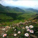 바위 솔 이미지