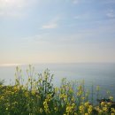 다랭이마을 안내소 앞 | 남해 다랭이 마을 N번째 방문 카페톨 유채꽃 현황과 실패없는 산책코스