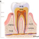 뉴이온치과기공소 네이버블로그