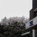 서영대학교 Daum카페