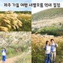한라산도새기&커피팔다 | 제주 가을 여행 새별오름 억새 절정ㅣ반려견동반& 근처 맛집후기