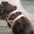 멍그린 | 강아지 하네스 추천|가슴 압박없는 멍템 앞섬방지 탈출방지 하네스 사용 후기