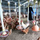 복지농장 이미지