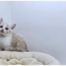 즐거운 강아지 이미지