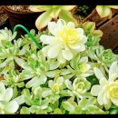 해림농장 이미지