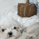 부천메디컬프라자 | 심곡동강아지무료분양 말티푸