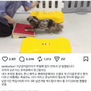 메리펫 - 달성군 다사로 2 | 메리펫