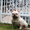 프렌치 불독 (French Bulldog) 이미지