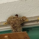 안보1리 이미지