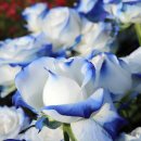 장미커피숍 이미지