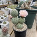 선인농장 이미지