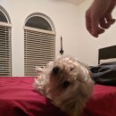 라스베가스오락실 이미지