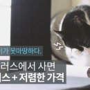 에고플러스