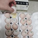 백봉춘천농장 이미지