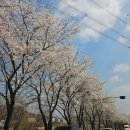 GS25 호원개나리점 | [무릎로봇인공관절수술 후기] PART9 - 봄날의 면회, 보험금 정산과 엄마의 미소