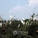 백로농장 연합뉴스
