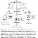 중간엽 줄기세포(Mesenchymal stem cells)의 특성과 임상적 적용 이미지