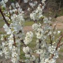 장치미 마을회관 이미지