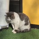 라므아르 | 말친자의 망원동 「라므아르」 말차케이크 후기 🍵