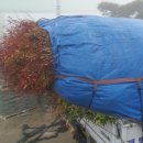 남천농장 이미지