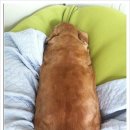 퍼진궁뎅이 이미지