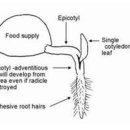 군자란 영양공급Nutrition-번역자료 이미지