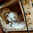 쉐프의 수제간식 이미지