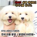 버디독 강아지분양 고양이분양 안심분양센터 광명점 이미지