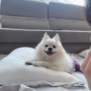 세림동물병원 이미지