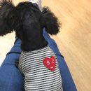 도토리펫샵 이미지