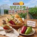 6시내고향 충남 청양 청양고추빵공장 택배 주문 위치! 고추농가 하우스마트 정보