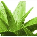 알로하이 이미지