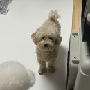 빙그루밍 이미지