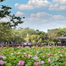 부여서동공원(궁남지)연꽃축제 이미지