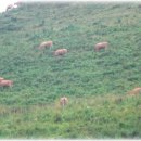 김종필농장 이미지