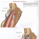 muscle weakness와 atrophy의 개념과 치료적 exercise의 적용 by 김송준 이미지