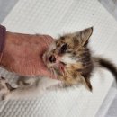 노성남 동물병원 이미지