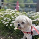 애견패션제작 이미지