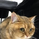 압구정동물의료센터 | 압구정동물의료센터 고양이 예방접종, 사상충검사