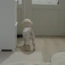 라이크몽 이미지