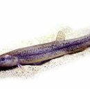 장어와미꾸라지 이미지