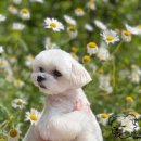 디어마이모모 이미지