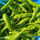 울릉초등학교 이미지