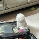 삼성미즈병원 | 삼성미즈병원 제왕절개 출산, 입원후기(비용, 꿀팁, 출산관련정보 포함)