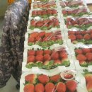 늘봄딸기농원 이미지