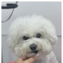 뭉구르밍 이미지